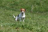 JACK RUSSEL 119